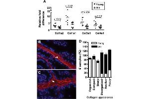 Immunofluorescence (IF) image for anti-COL1A2/COL1A1 antibody (ABIN5596819)