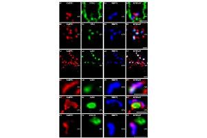 CASPR1 is located pre-synaptically in close vicinity to the synaptic ribbon. (Rabbit anti-Mouse IgG (Heavy & Light Chain) Antibody)