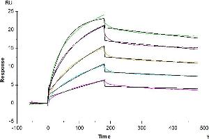 Surface Plasmon Resonance (SPR) image for Claudin 18.2 (AA 1-261) (Active) protein-VLP (Biotin) (ABIN7448161)